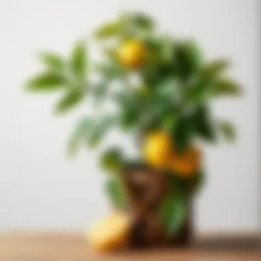 Nurturing lemon plants with care