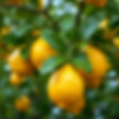 Healthy lemon fruits on a tree