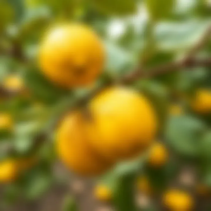 Pest control methods for lemon crops