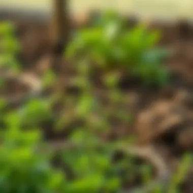 Illustration of climatic factors affecting parsley planting time