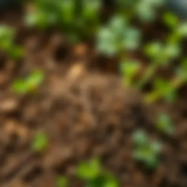 Close-up of soil composition vital for parsley cultivation