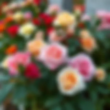 Close-up of various rose varieties suitable for graves
