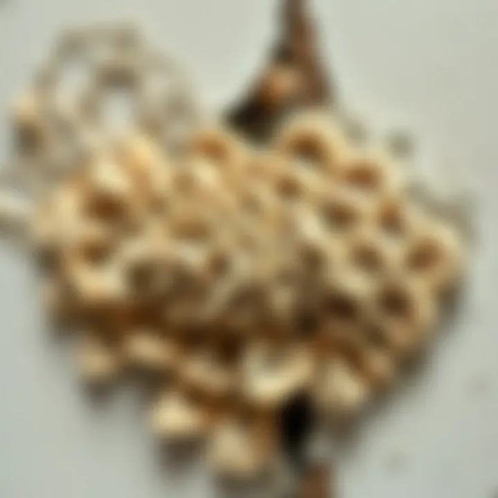 Fungi growth on a damp wall