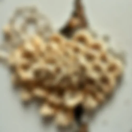 Understanding Mold Growth Fungi growth on a damp wall