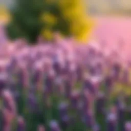 Lavender fields showcasing harmony with purple shades