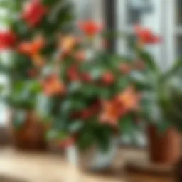 Beautiful festive holiday plant with vibrant blooms