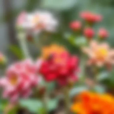 Illustration of common pests affecting holiday flowers