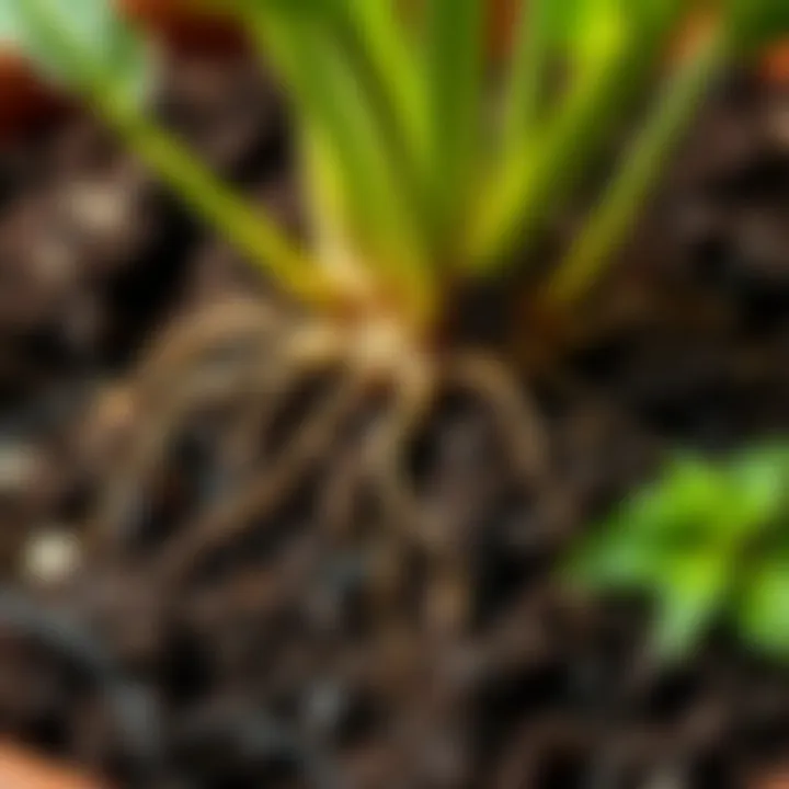 Close-up of healthy soil with roots of a holiday plant