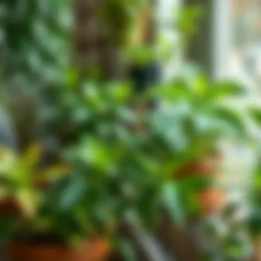 Different Varieties of Indoor Plants Different varieties of indoor plants