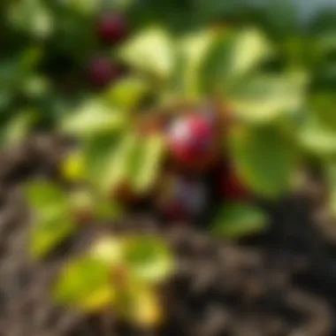 Healthy soil composition ideal for growing plums