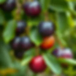 Different types of plums cultivated in a garden