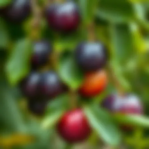 Different types of plums cultivated in a garden