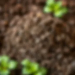 Close-up of high-quality potting soil with rich texture