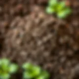 High-Quality Potting Soil Close-up of high-quality potting soil with rich texture