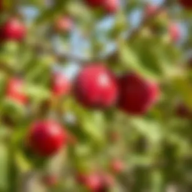 Pruning techniques applied to plum trees