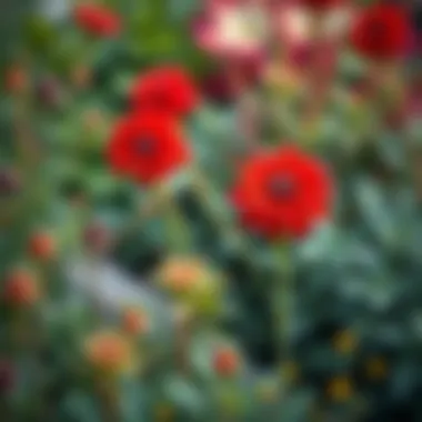 Vivid Red Flowers in a Botanical Oasis Red flowering plants thriving in a botanical garden