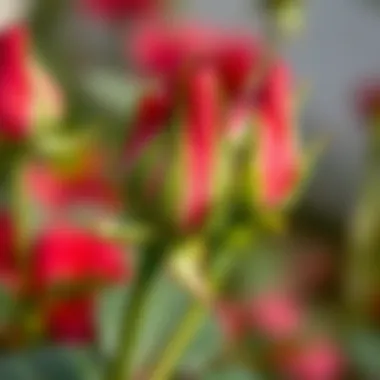 Close-up view of rose buds ready to bloom