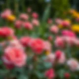 A vibrant rose garden in full bloom during spring