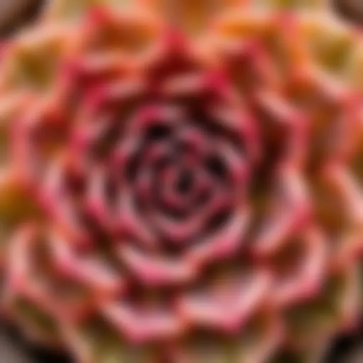Intricate Rosette Succulent Close-up view of a rosette-forming succulent displaying intricate leaf patterns