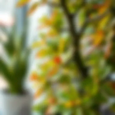 Close-up of a healthy potted tree showcasing lush foliage