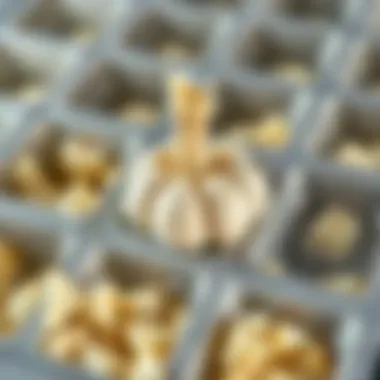 Chopped Garlic Frozen in Ice Cube Tray Chopped garlic in ice cube tray