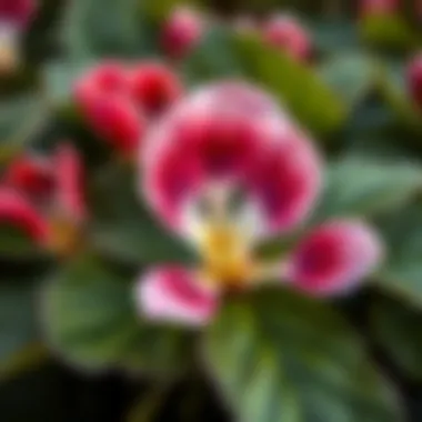 Close-up of cyclamen flower details and leaves
