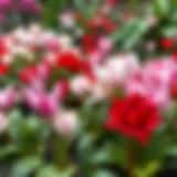 Various types of cyclamen plants in a garden setting