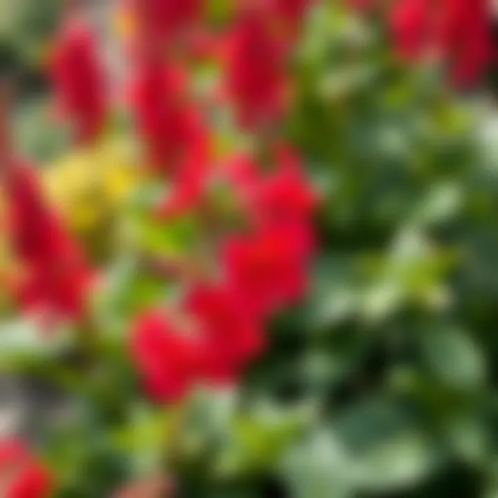 Stunning Red Blooms in a Serene Garden Vibrant red flowering plant in a lush garden setting