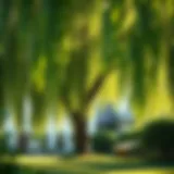 Lush willow tree in a serene garden setting
