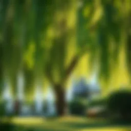 Lush willow tree in a serene garden setting
