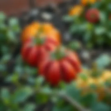 A selection of seasonal vegetables to plant in autumn