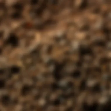 Close-up of soil texture suitable for autumn planting