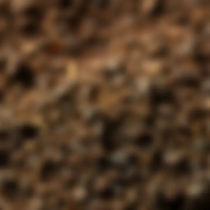 Close-up of soil texture suitable for autumn planting