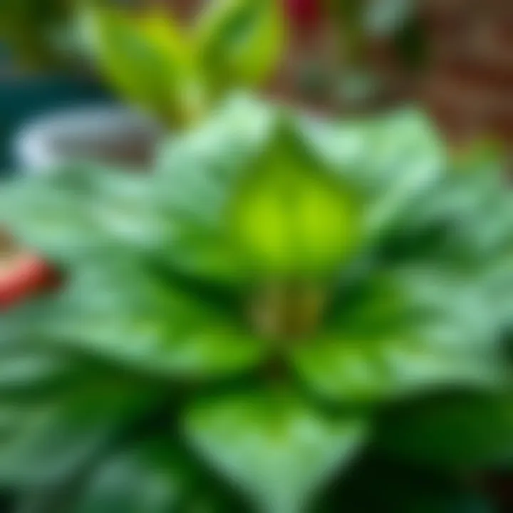 Close-up of Spoon Flower leaves displaying rich green tones