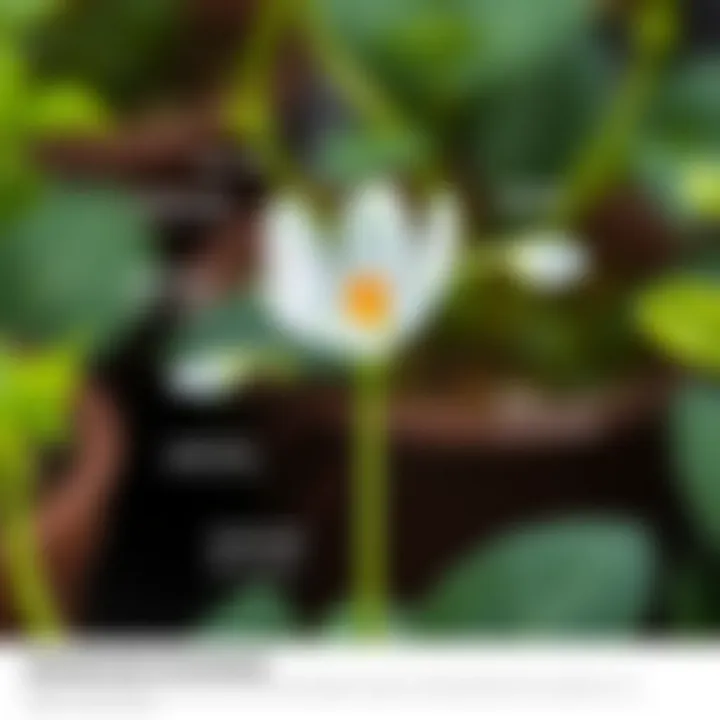 Diagram illustrating the propagation methods for Spoon Flower