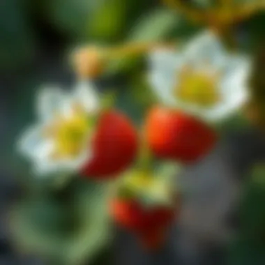 Close-up of strawberry flowers ready to bloom