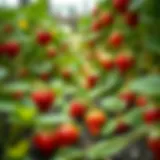 Vibrant strawberry plants flourishing in a garden setting