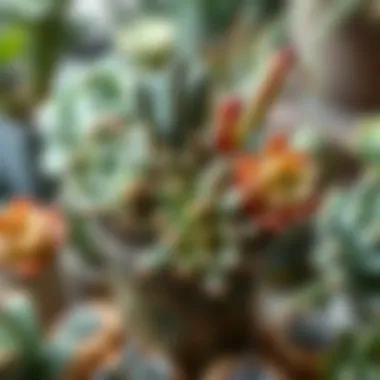 An elegant arrangement of succulents in a decorative pot, highlighting their unique textures.