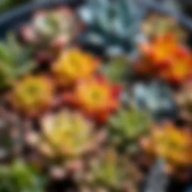A close-up view of a variety of succulents showcasing their diverse shapes and colors