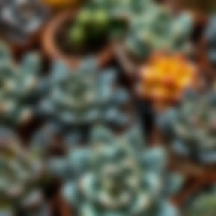 An artistic arrangement of potted succulents displaying unique textures and patterns