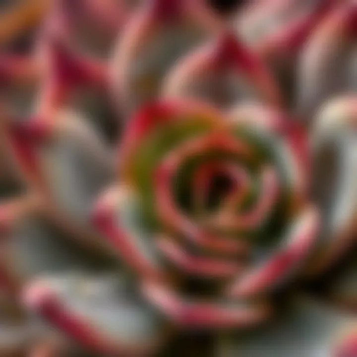 Water Retention in Succulent Leaves Close-up of succulent leaves showing water retention