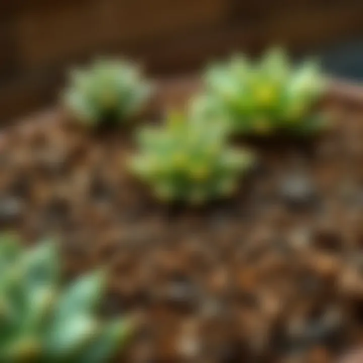 Soil Types for Succulent Planting Different soil types suitable for succulent planting