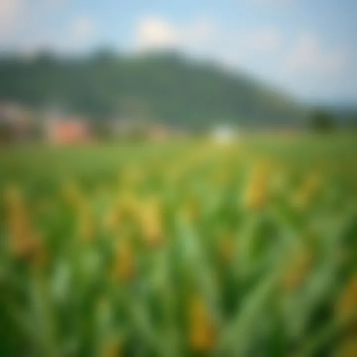 Lush green field of crops thriving in the right season