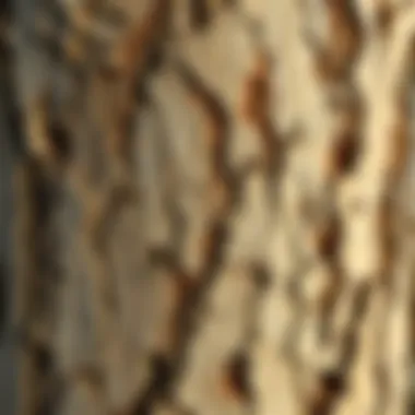 Close-up of tree bark texture, highlighting the beauty of natural patterns