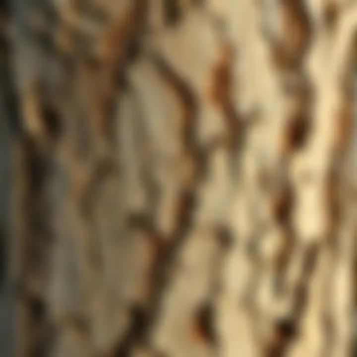 Close-up of tree bark texture, highlighting the beauty of natural patterns