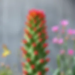 A tall cactus flower showcasing its unique shape and vibrant colors