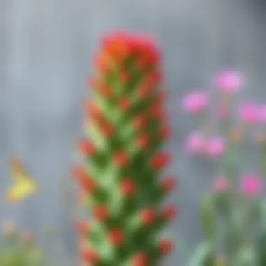 A tall cactus flower showcasing its unique shape and vibrant colors
