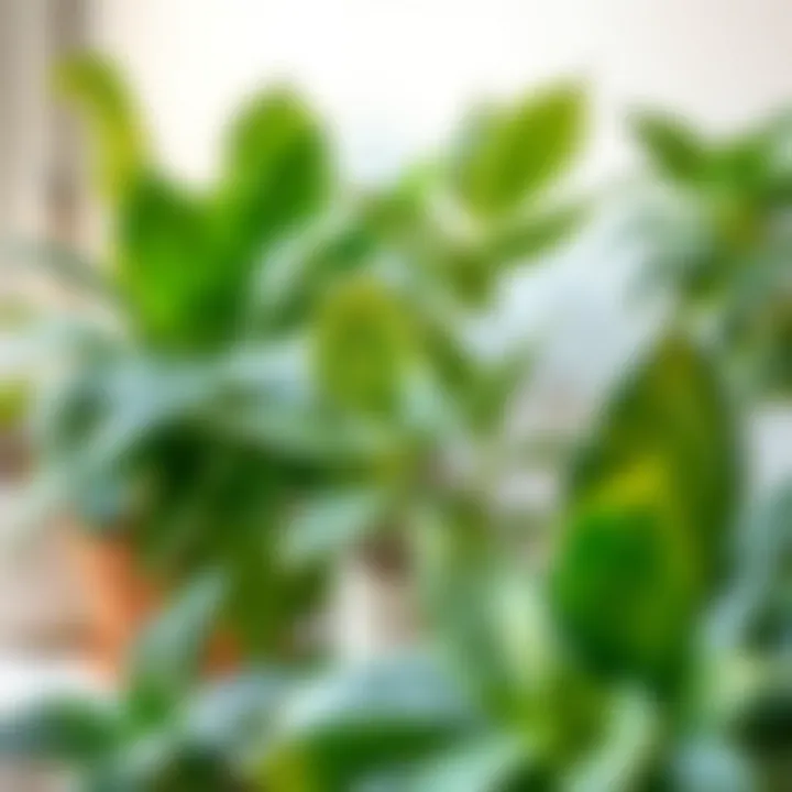 Variety of houseplants with unique care requirements