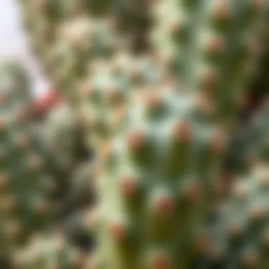 Close-up view of cactus plant