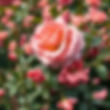 A lush Yediveren rose bush in full bloom